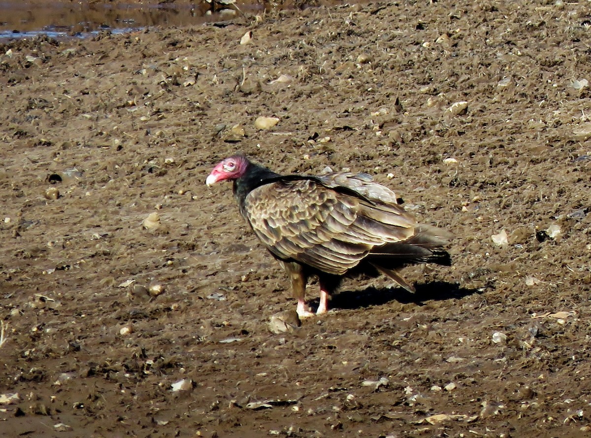Turkey Vulture - ML148978661