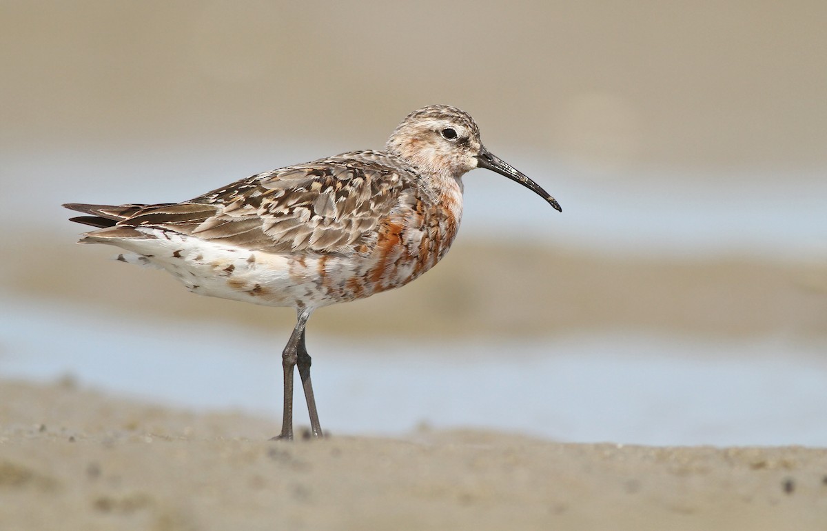 Curlew Sandpiper - Jeremiah Trimble