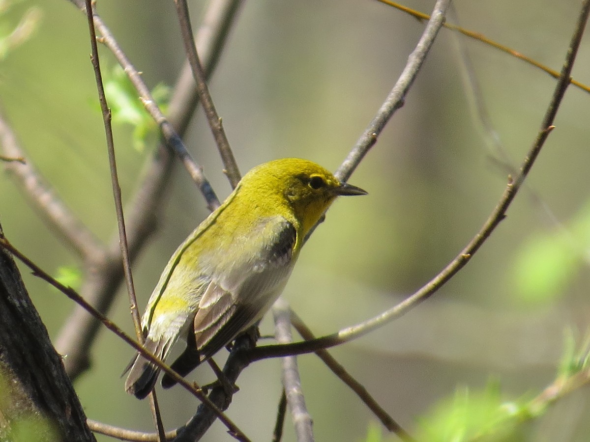 Pine Warbler - ML148979481