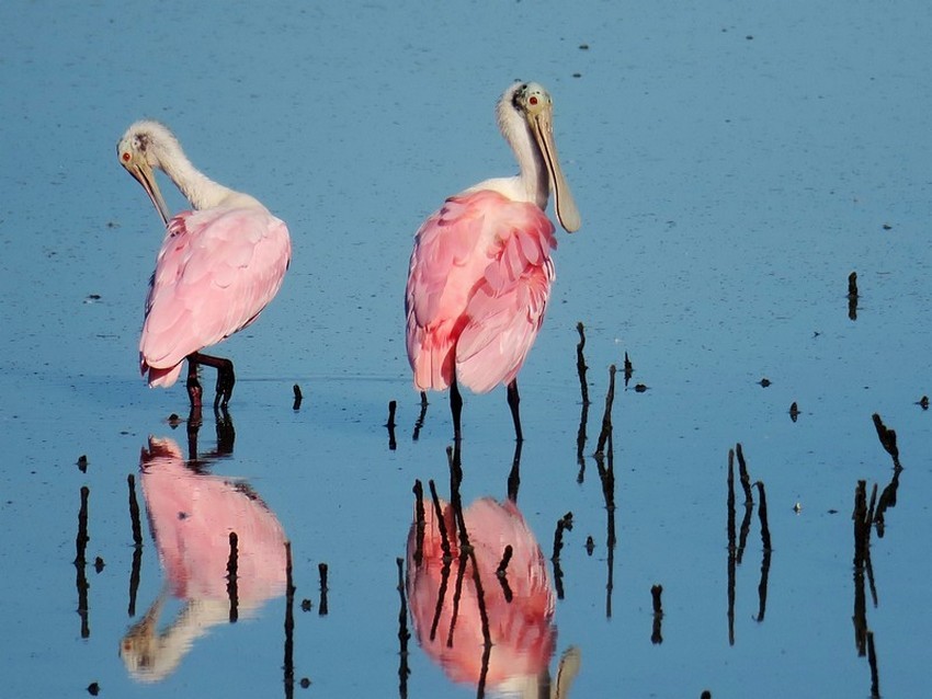 Roseate Spoonbill - Adrian Dorst