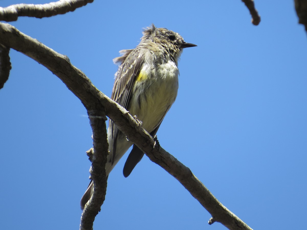 Yellow-rumped Warbler - ML148979781