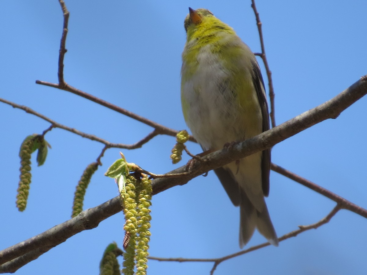 American Goldfinch - ML148980151