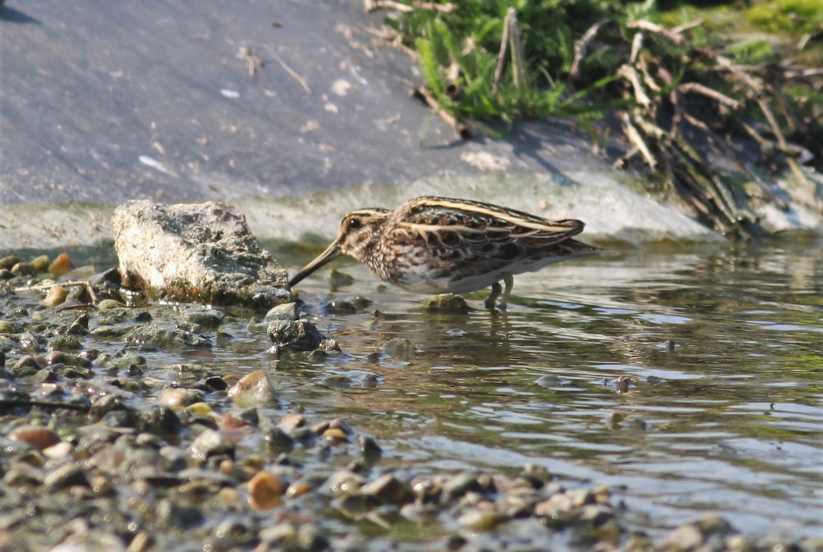 Jack Snipe - ML148980431