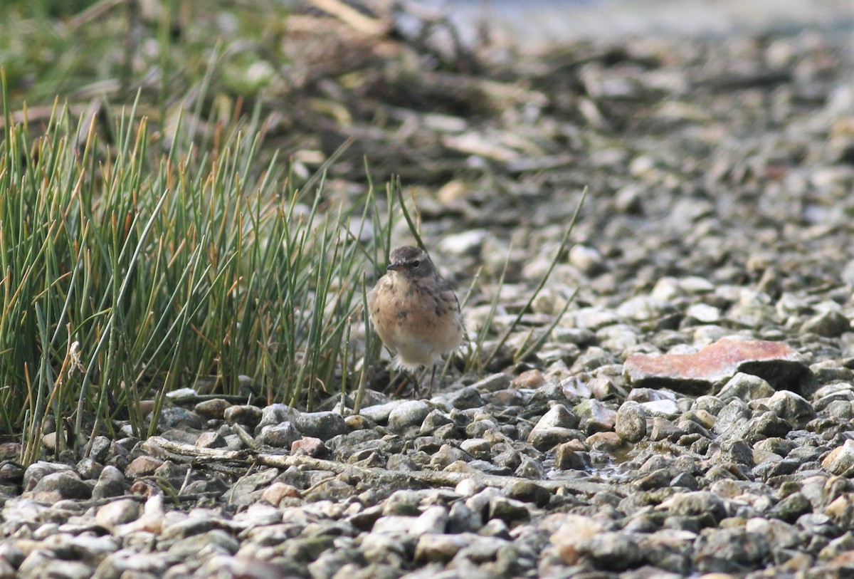 Water Pipit - Bruno Durand