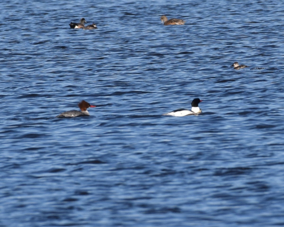 Common Merganser - ML148984741