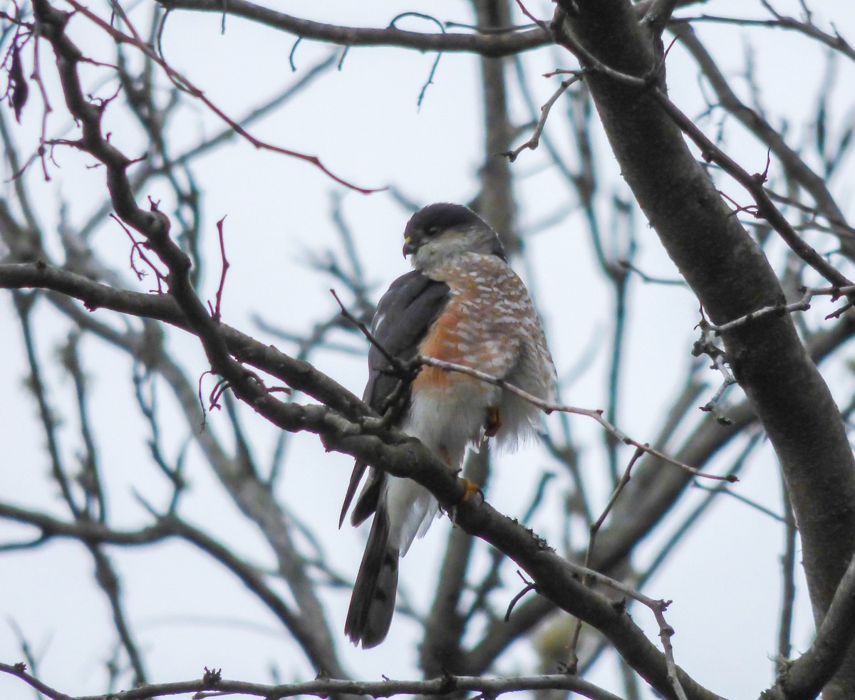 Sharp-shinned Hawk - ML148984771