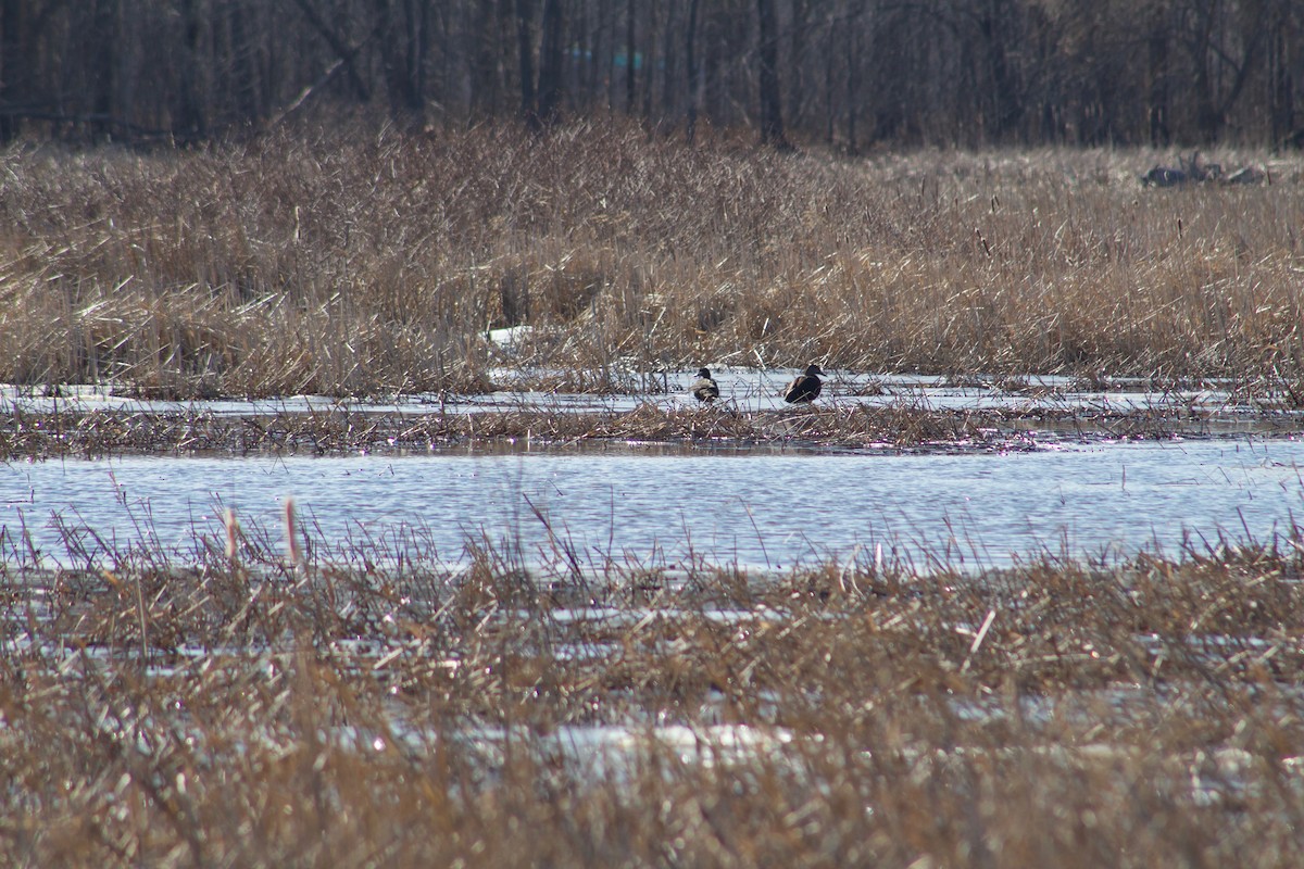 American Black Duck - ML148985471