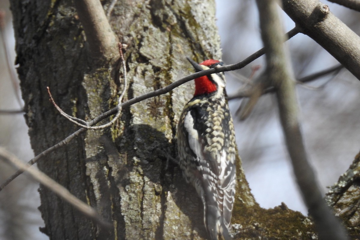 Yellow-bellied Sapsucker - Dan Belter