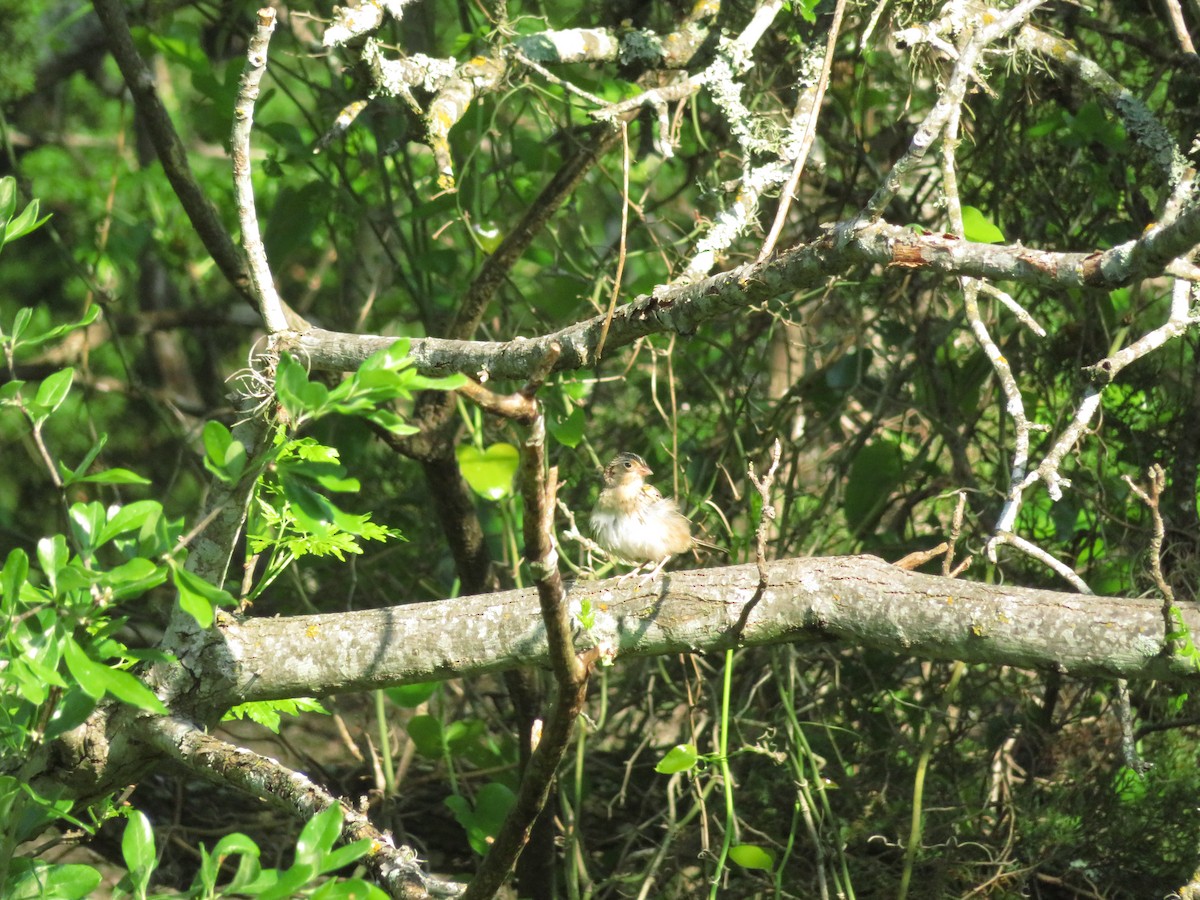 Grasshopper Sparrow - ML148987271