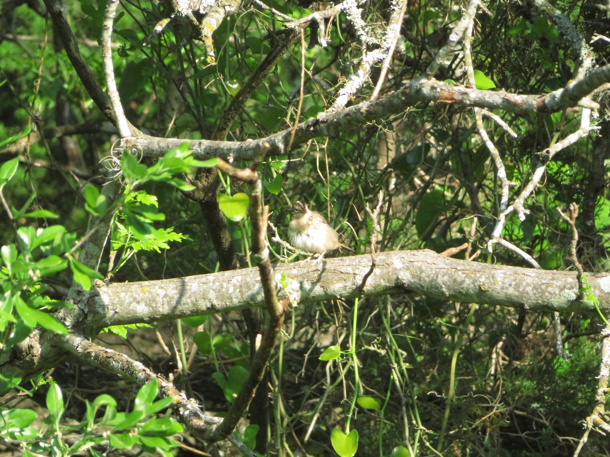 Grasshopper Sparrow - ML148987281