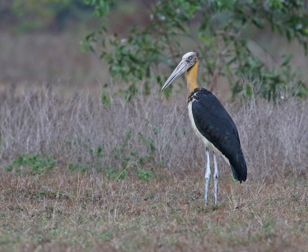 Lesser Adjutant - Dave Bakewell