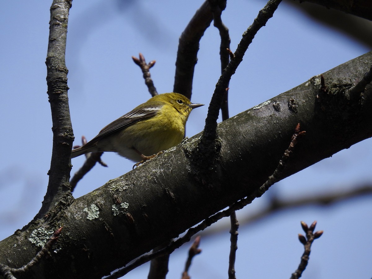 Pine Warbler - ML148988871