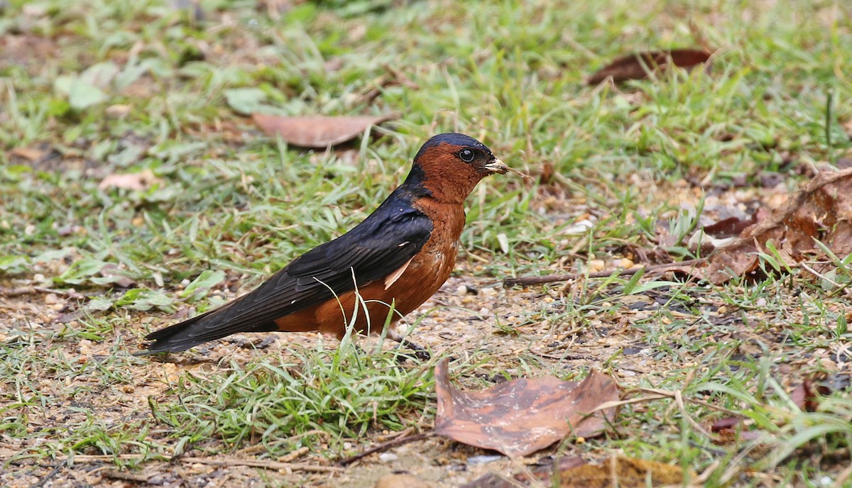 Rufous-bellied Swallow - Dave Bakewell