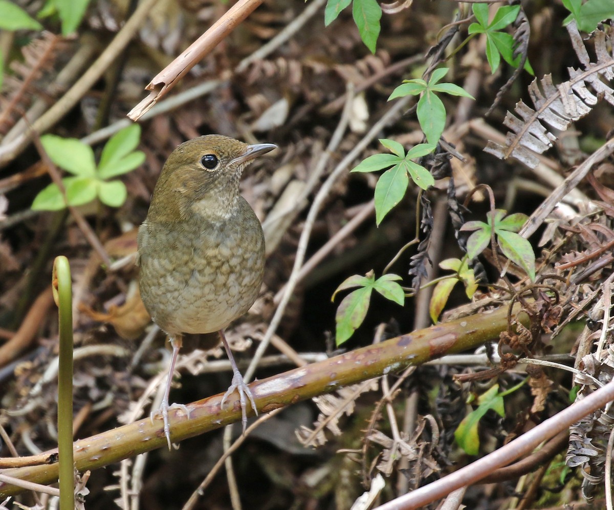 Rufous-headed Robin - Dave Bakewell