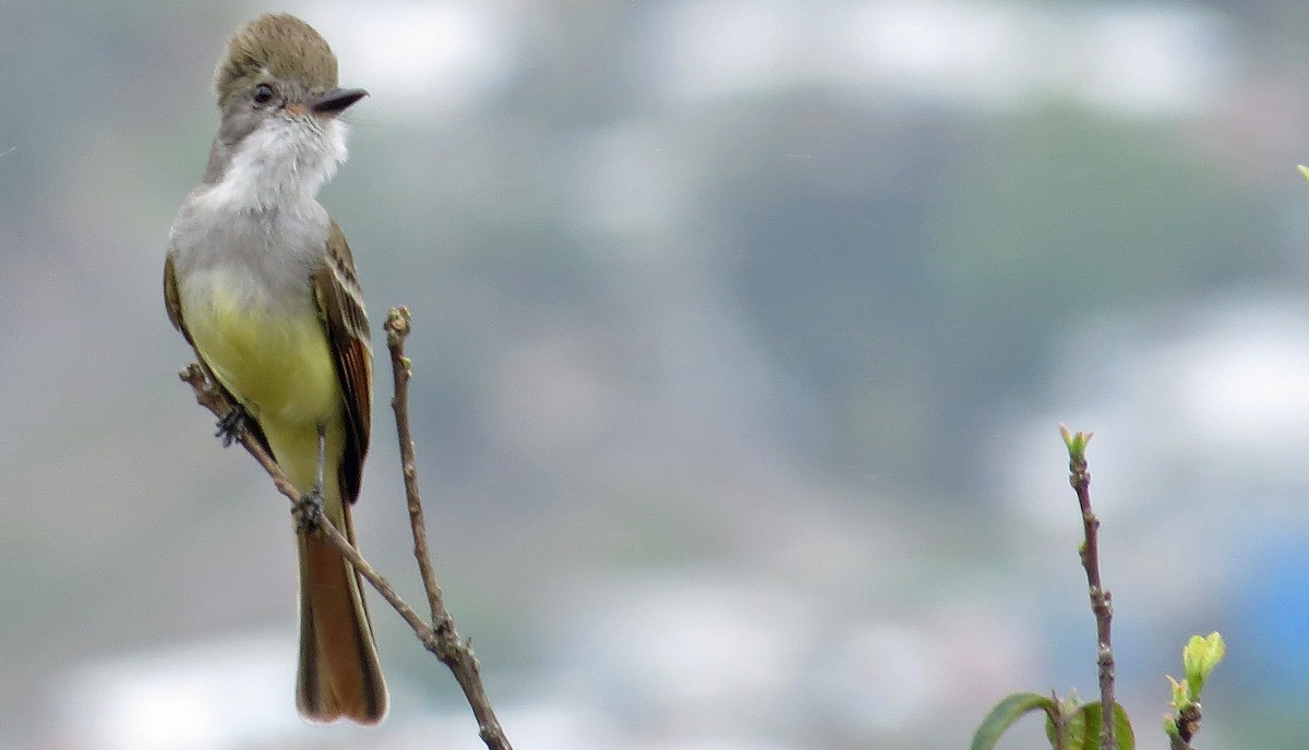 Nutting's Flycatcher - ML148992461