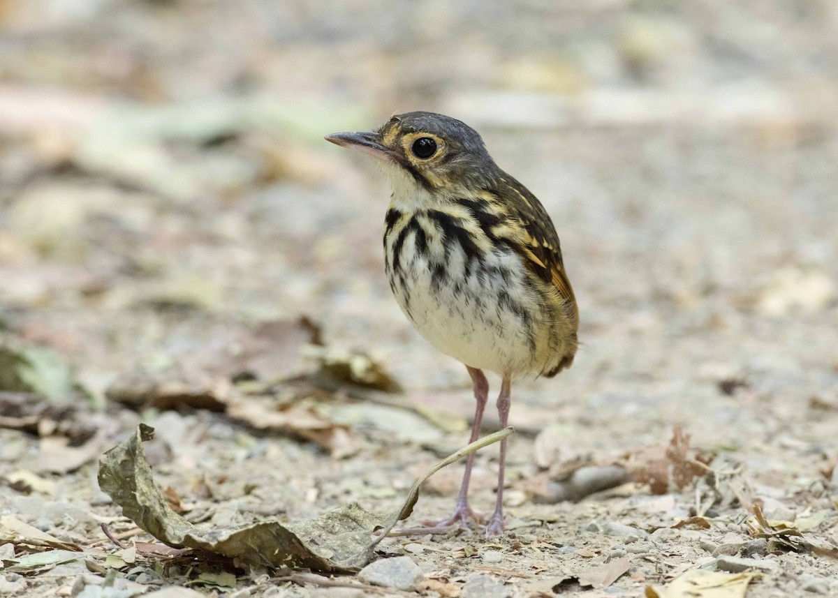 Streak-chested Antpitta - ML148992601