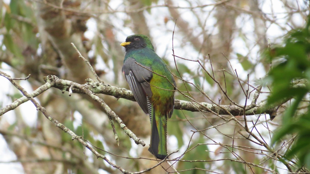 Collared Trogon (Xalapa) - ML148993331