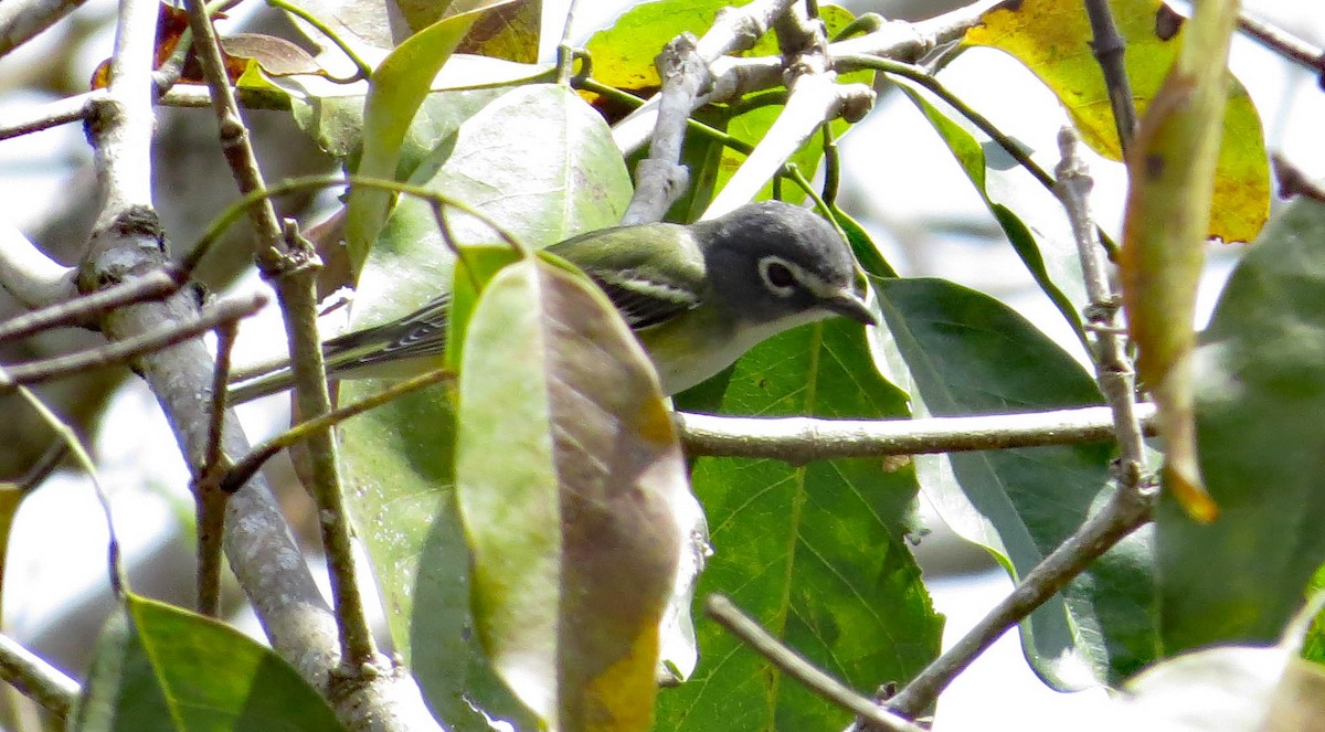 Blue-headed Vireo - ML148993701