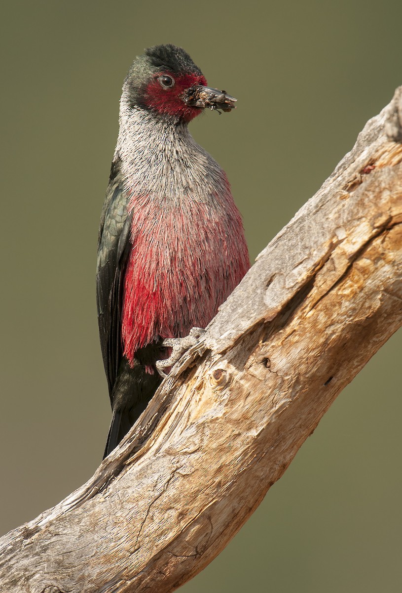 Lewis's Woodpecker - Ian Routley