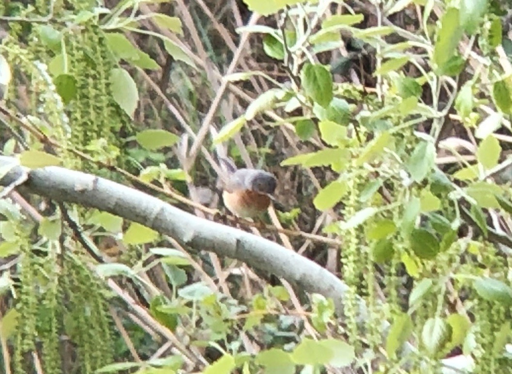 Western Subalpine Warbler - ML148993741