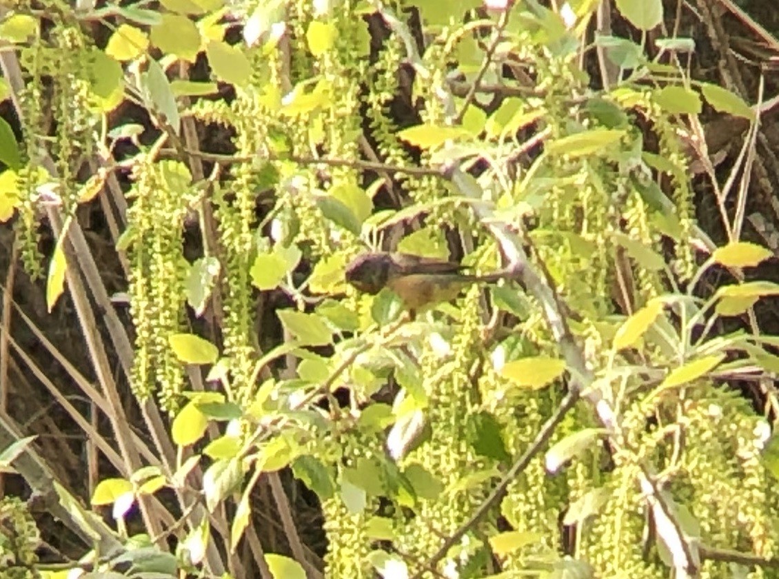 Western Subalpine Warbler - Orlando Jarquín