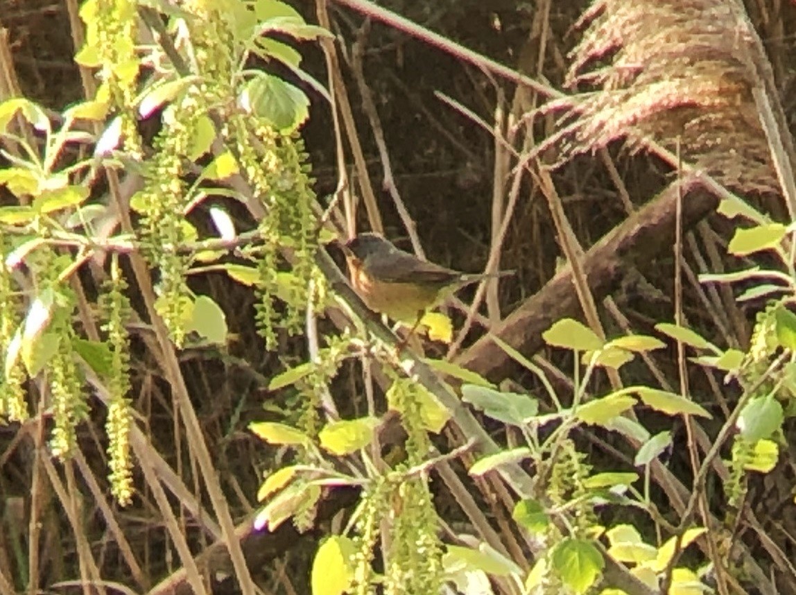 Western Subalpine Warbler - ML148993761