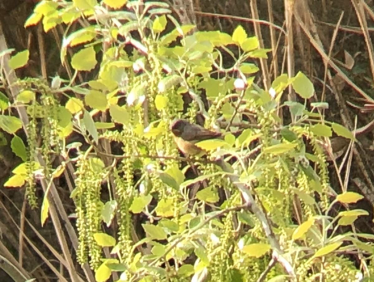 Western Subalpine Warbler - ML148993771