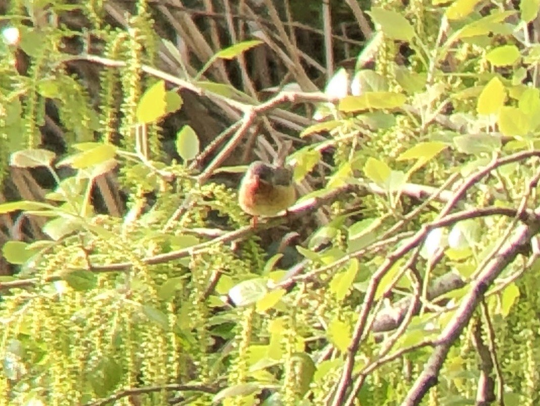 Western Subalpine Warbler - Orlando Jarquín