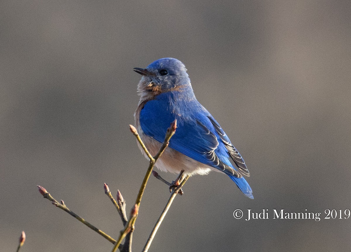 Eastern Bluebird - Carl & Judi Manning