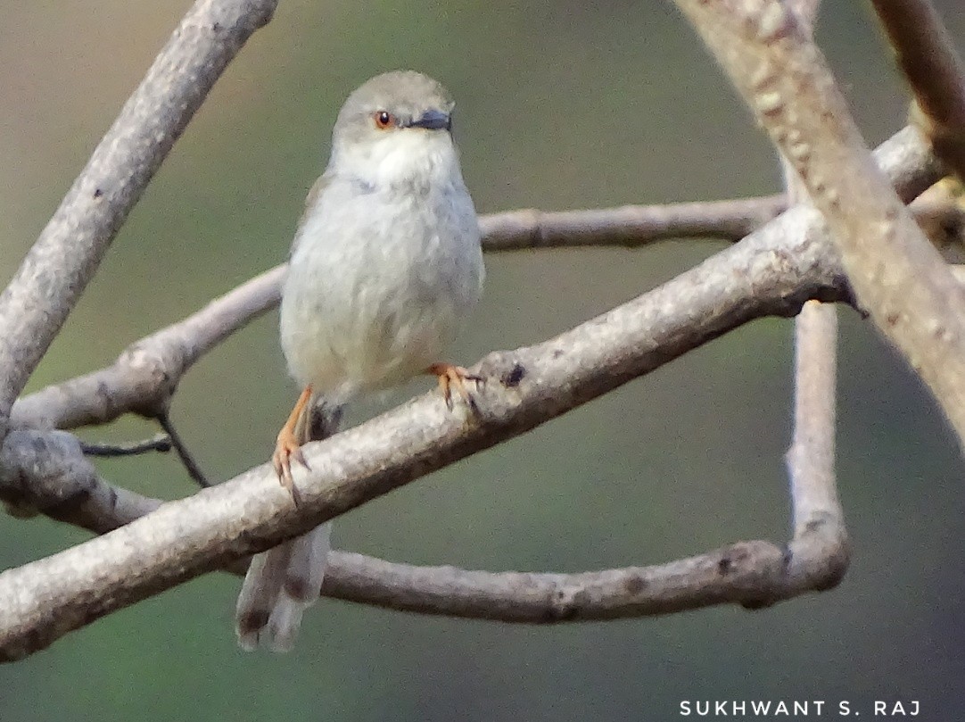 Gray-breasted Prinia - ML148994411