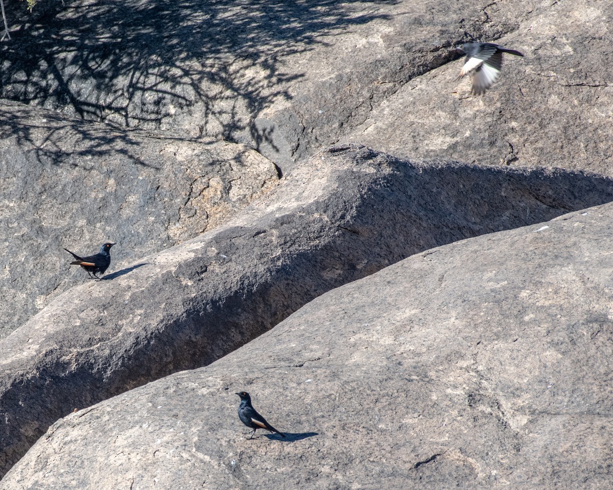 Pale-winged Starling - Hank Davis