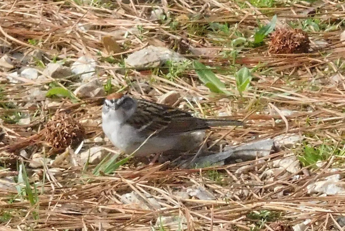 Chipping Sparrow - ML148998121