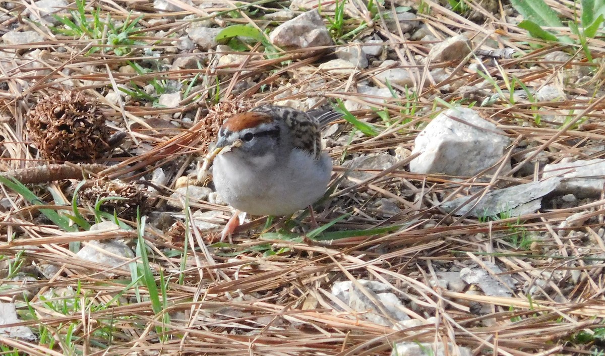 Chipping Sparrow - ML148998131