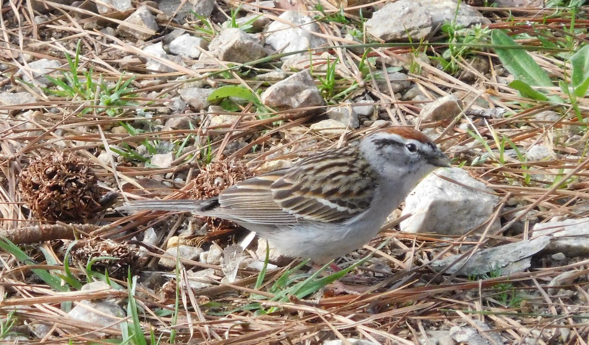 Chipping Sparrow - ML148998161