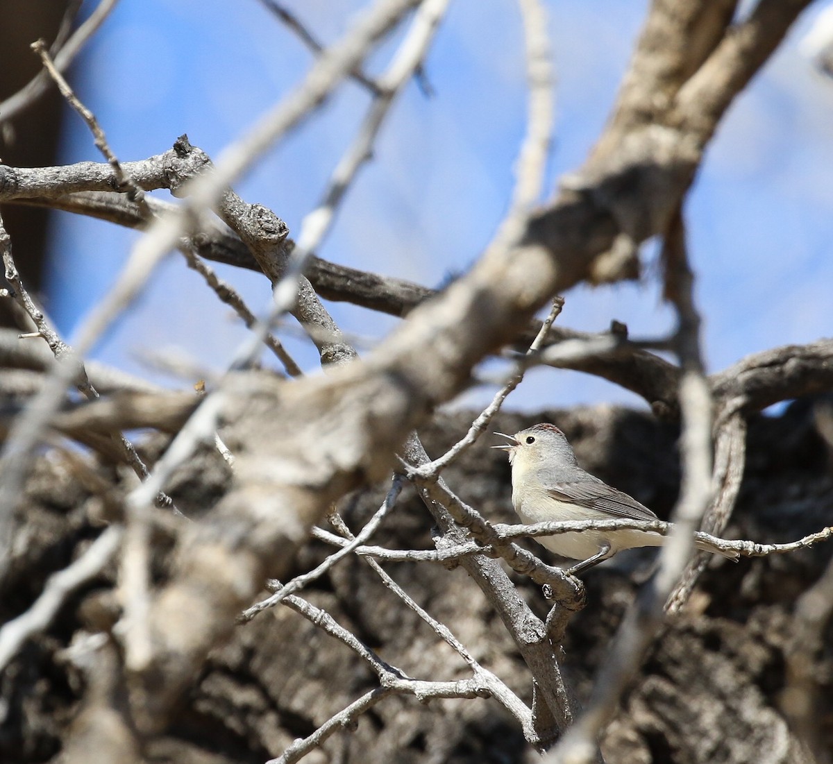 Lucy's Warbler - ML148998171