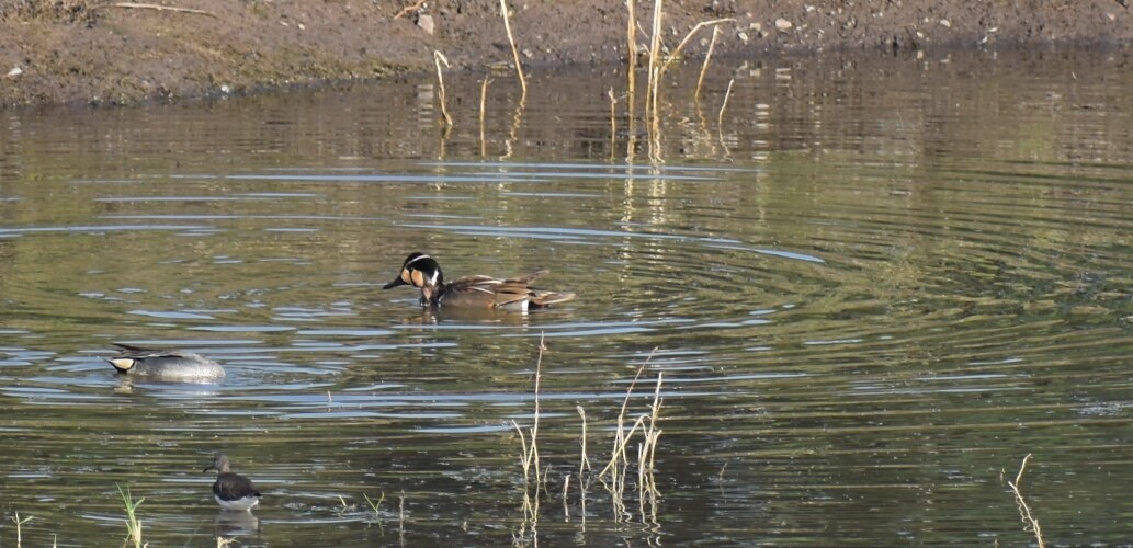 Baikal Teal - ML148998991