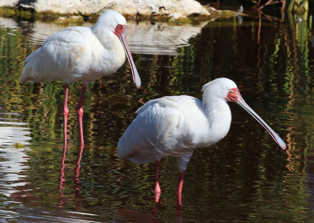 African Spoonbill - Patrick MONNEY