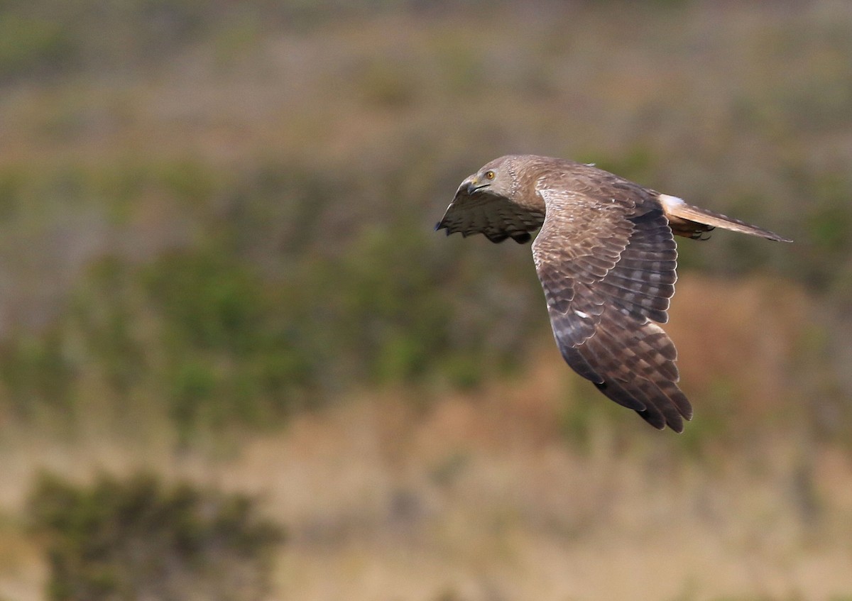 African Marsh Harrier - Patrick MONNEY