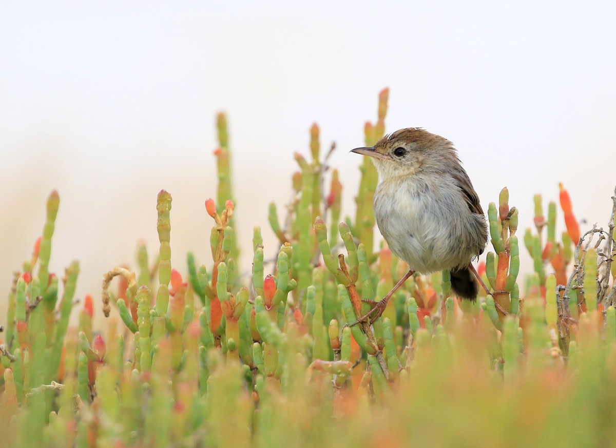 Red-headed Cisticola - Patrick MONNEY