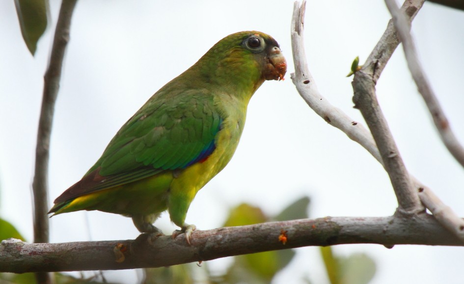 Scarlet-shouldered Parrotlet - Fabio Olmos