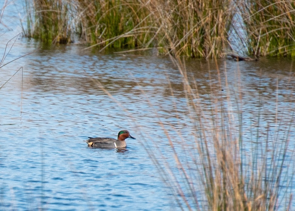 Green-winged Teal - ML149004711