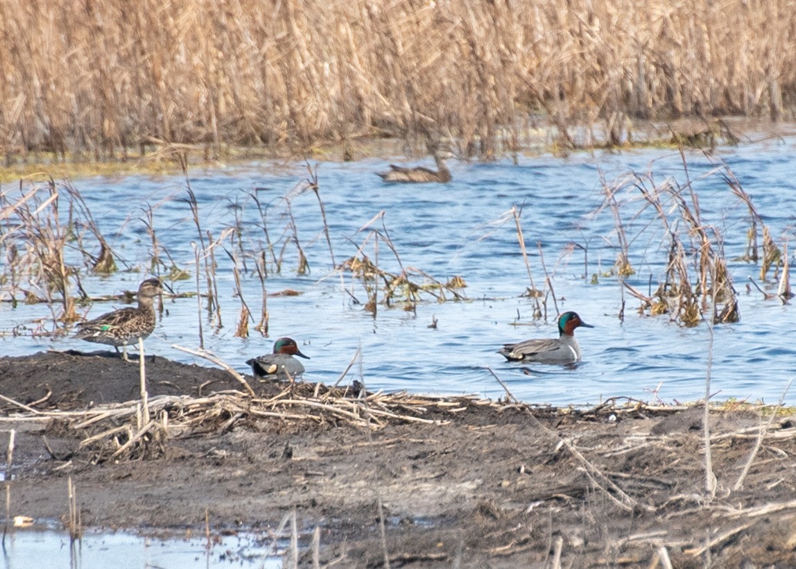 Green-winged Teal - ML149004721