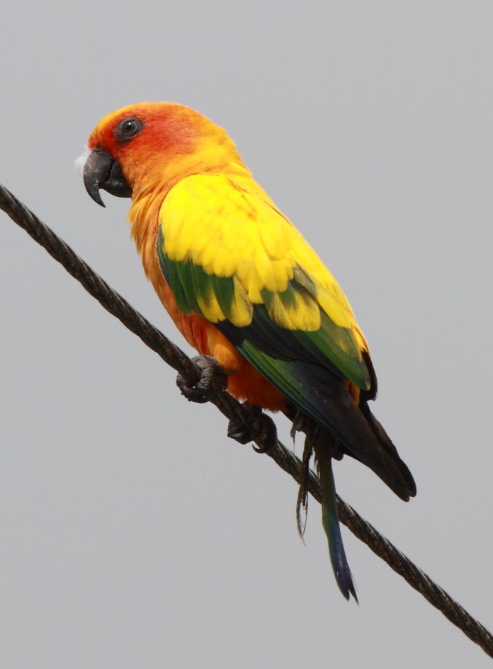 Sun Parakeet - Fabio Olmos