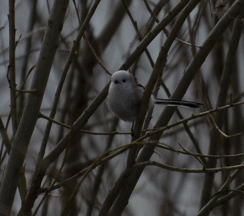 Long-tailed Tit - ML149007411