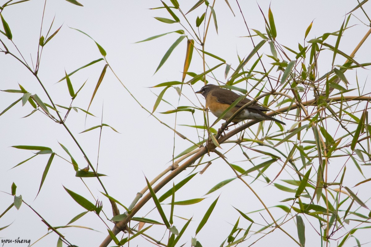 Eyebrowed Thrush - ML149007661