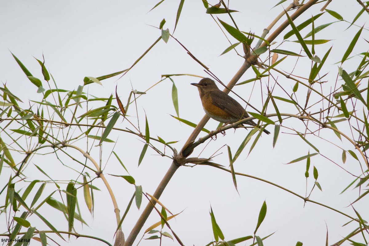 Brown-headed Thrush - ML149007691