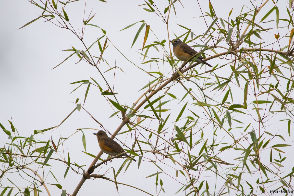 Eyebrowed Thrush - ML149007711