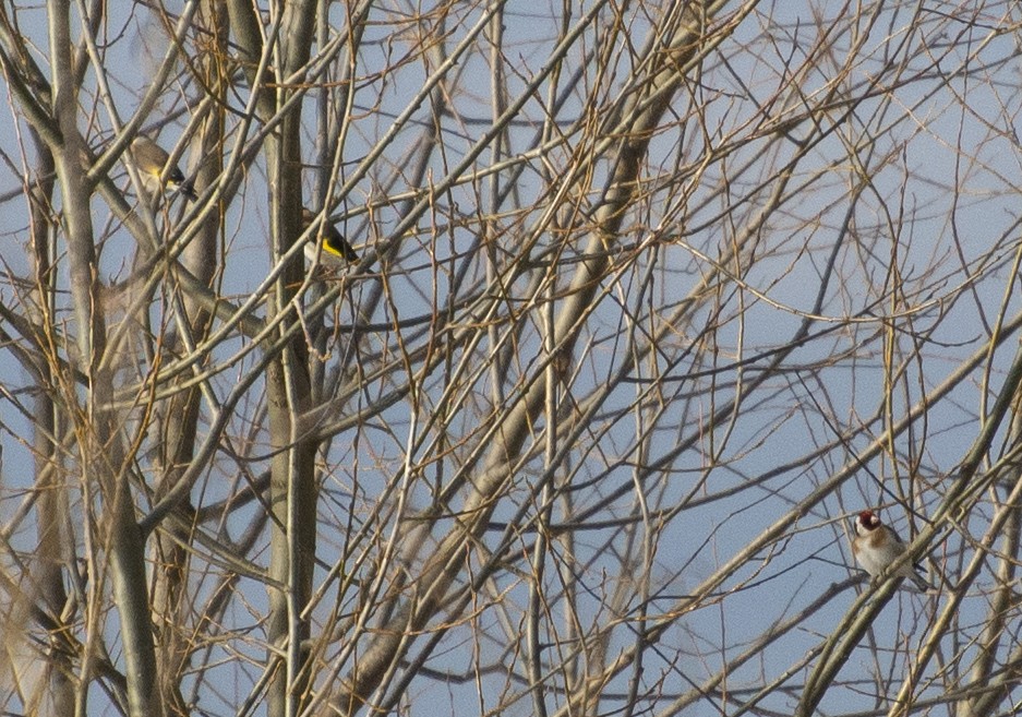 Chardonneret élégant - ML149007891