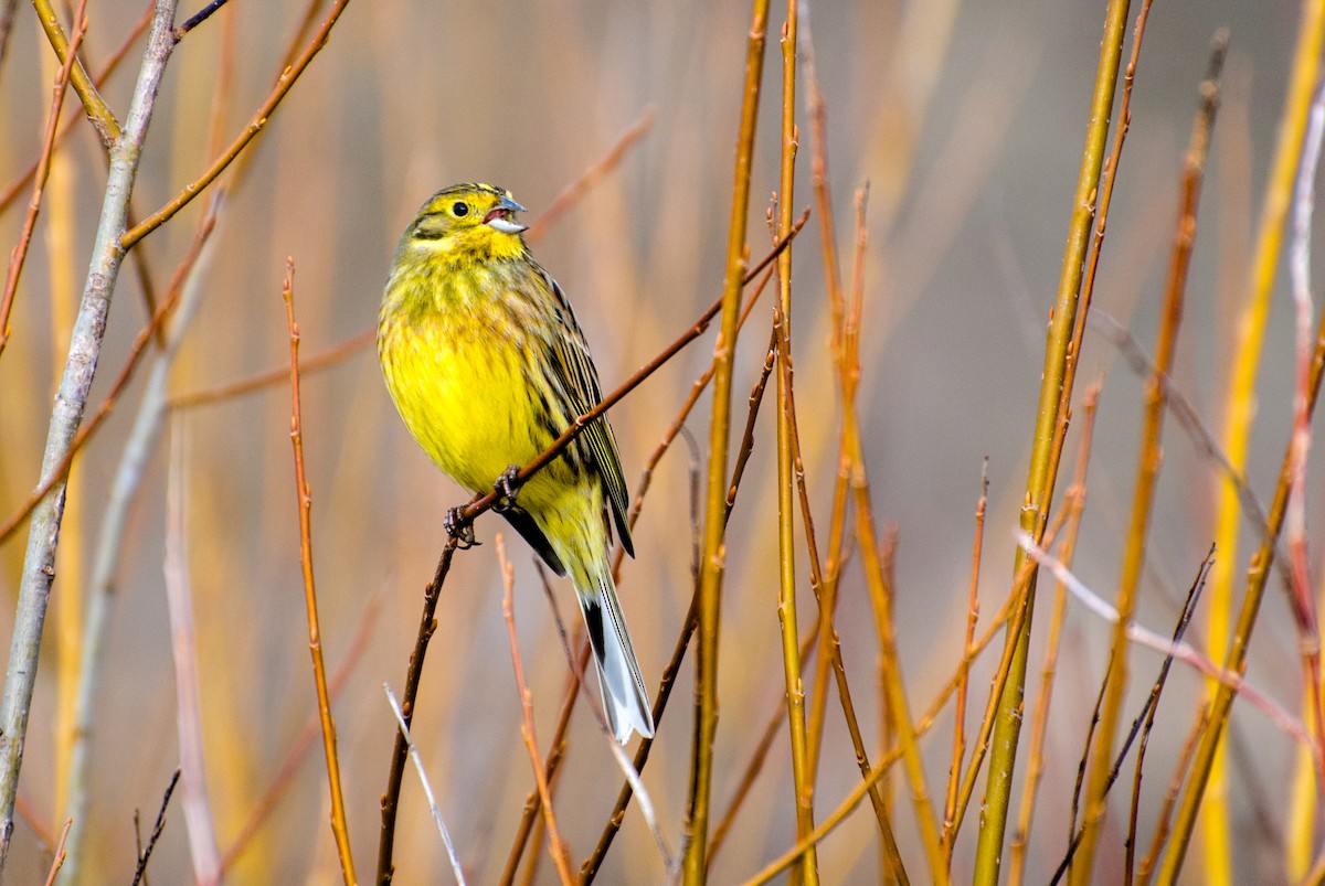 Yellowhammer - ML149007921