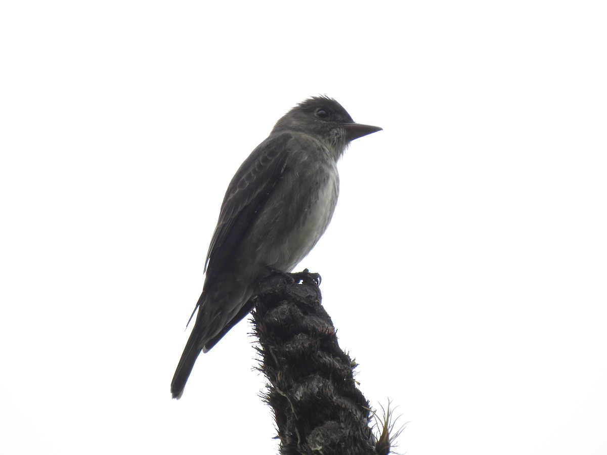 Olive-sided Flycatcher - ML149008671